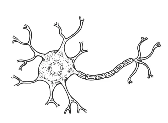 Ostéopathe sciatiques cruralgies névralgies Saint-Yvi - Formation Montréal 2025